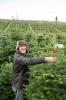 Waitrose, der sælger kæmpe 9ft juletræer i tide til den travleste dag med træsalg