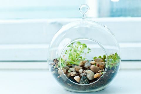 Et miniatyr-klippehagerterrarium med små sukkulenter.