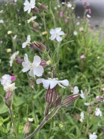 chelsea flower show vilde planteideer