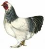 Giant Chicken Video - Brahma Rooster