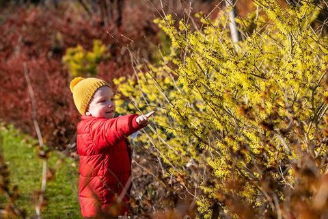 Beundrer heksehassel hos RHS Wisley