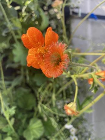 chelsea flower show vilde planteideer