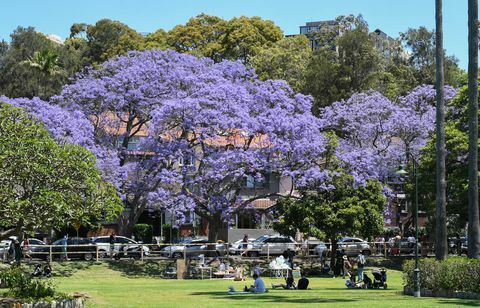 Turister strømmer til Sydney forstæder for at se Jacaranda-træer i fuld blomst