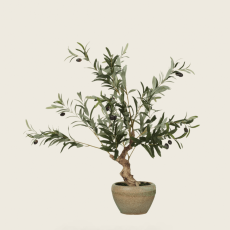 Faux miniature oliventræ