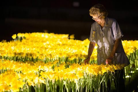 Påskeliljehave til Marie Curie