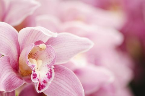 Nærbillede af en lyserød Cymbidium Orchid