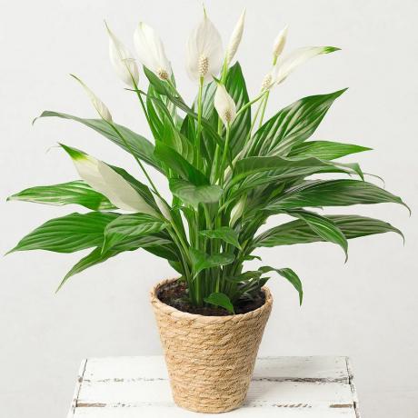 Peace Lily Plant