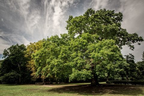 Gilwell egetræ - Årets træ - Woodland Trust - Martyn Milner WTML