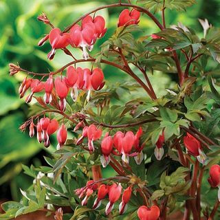 Dicentra spectablis 'Valentine'