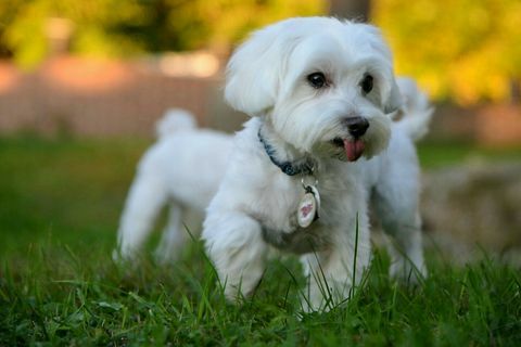 Maltesisk hund, der løber i græsset