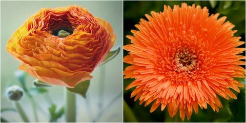 Orange blomster: Orange Ranunculus og Orange Gerbera