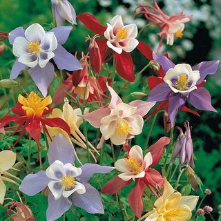 Aquilegia 'Pretty Bonnets Mix' (Frø)