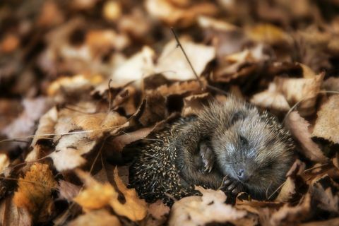 Baby pindsvin sover i efterårsblade