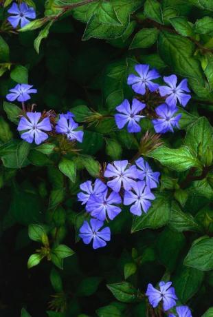 Blomster og blade fra Ceratostigma willmottianum