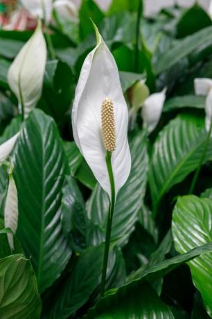 Moden hvid spathiphyllum