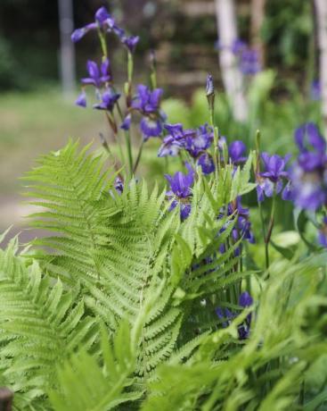 chelsea flower show 2022 the plantman's ice garden designet af john warland sanctuary garden