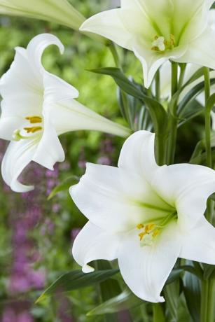 Blomster, der blomstrer i juli