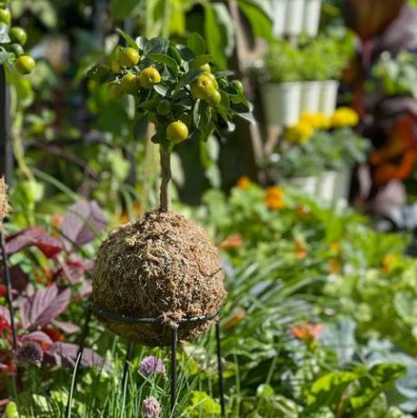 hun vokser veg stå op og dyrke spiselig have, tildeling zone hampton court palace garden festival 2021