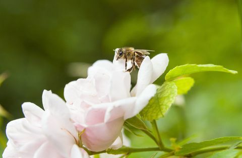 Nærbillede af bi-landing på lyserød rose