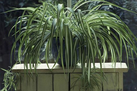 Edderkopplante (Chlorophytum) i blå glaseret pot på træstativ ved vinduet