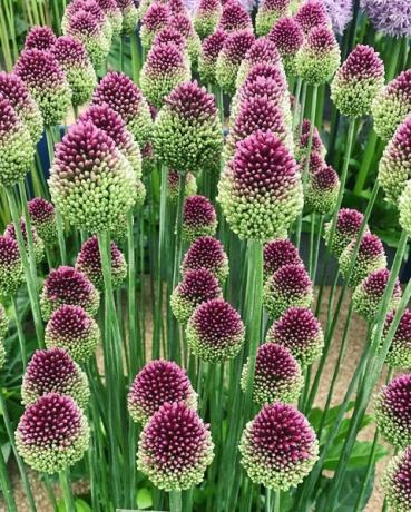 chelsea blomster show alliums