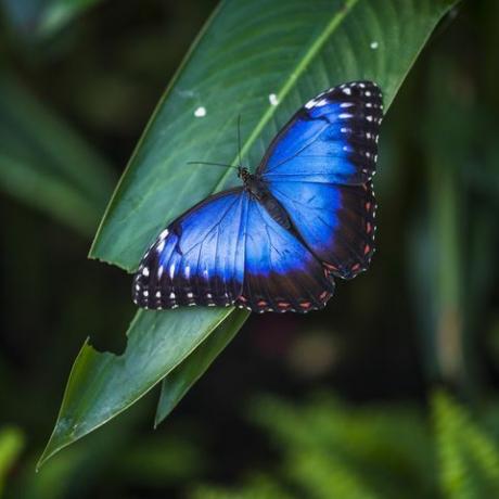 morpho sommerfugl morpho helenor ssp narcissus