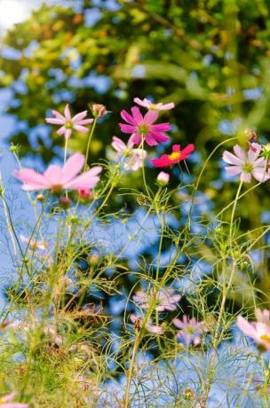 Vilde blomster blomstrer i felt