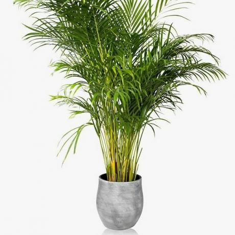 The Little Botanical XL Areca Palm Keramisk Potteplante